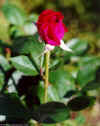 20.jpg (133868 bytes)