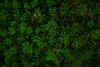 7.jpg (305329 bytes)