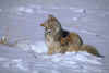 WinterItch.jpg (24215 bytes)
