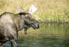 tetonmoose.jpg (84331 bytes)